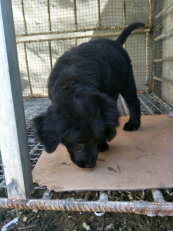 这是一只被网友关在家的黑狗,就是为了让它给看门