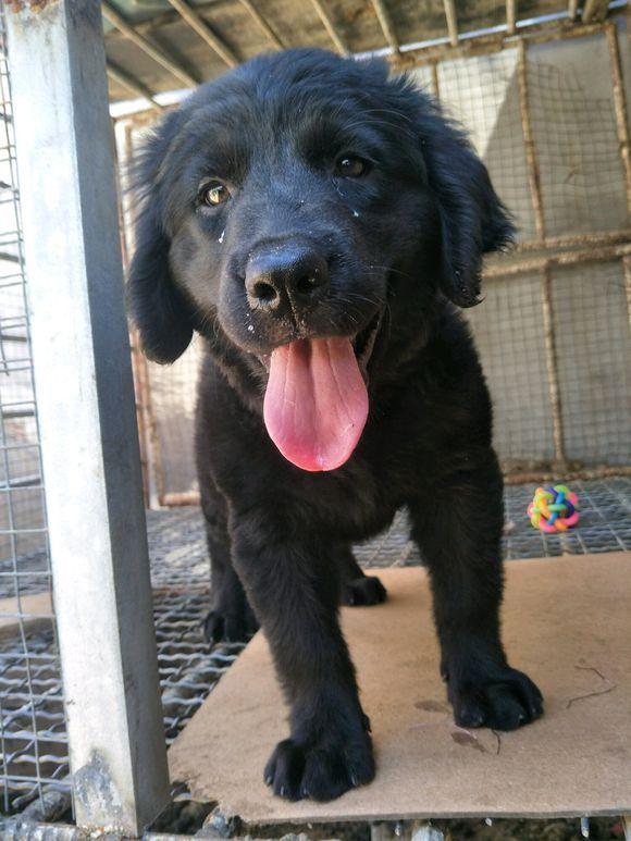 这是一只被网友关在家的黑狗,就是为了让它给看门