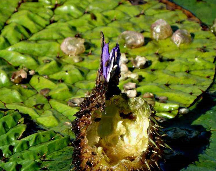 长在水里像"板栗",很多人都爱吃,市面上卖25一斤,它就是芡实.