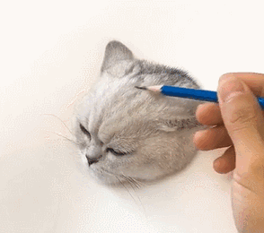 准备在猫咪最为年轻,美貌的时刻给它画一幅画.