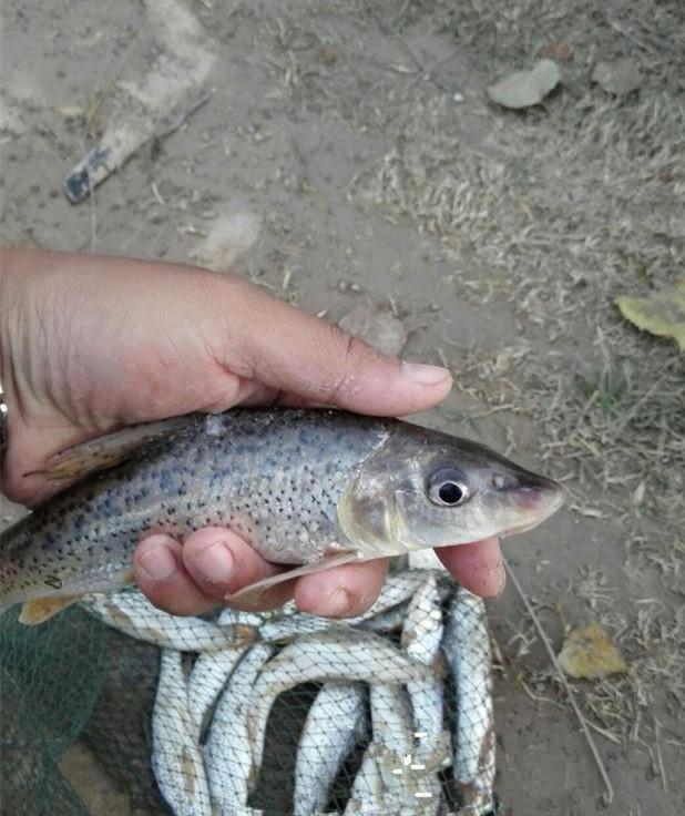 唯独我这片草窝里几乎没有别的鱼,中午两点收杆,钓了16条这样的鱼.