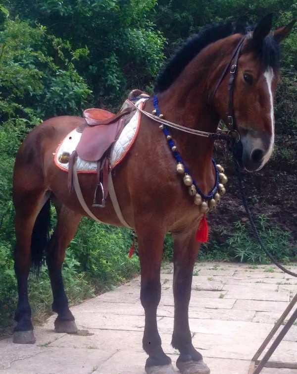 一个有温度的景区马儿走了主人给它办葬礼网友一路走好