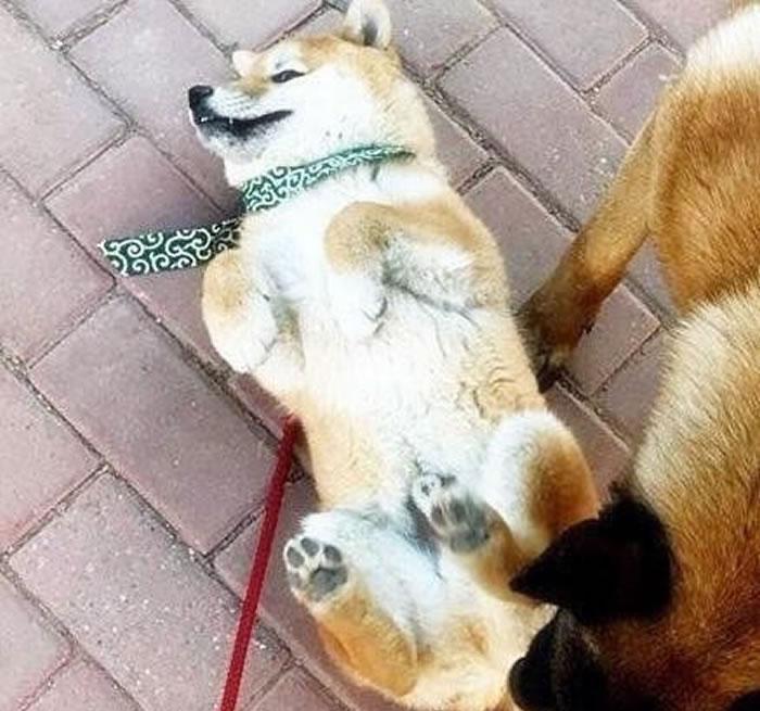 柴犬在路上遇到大黄狗立刻倒地装死躲避危险