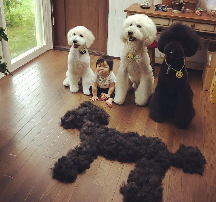 暖化了1岁日本女宝宝和宠物狗的快乐生活日常吸引8万粉丝关注