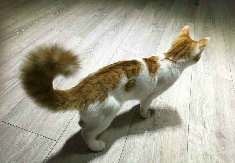 猫咪尾巴表达什么含义,可能和你想的完全不同