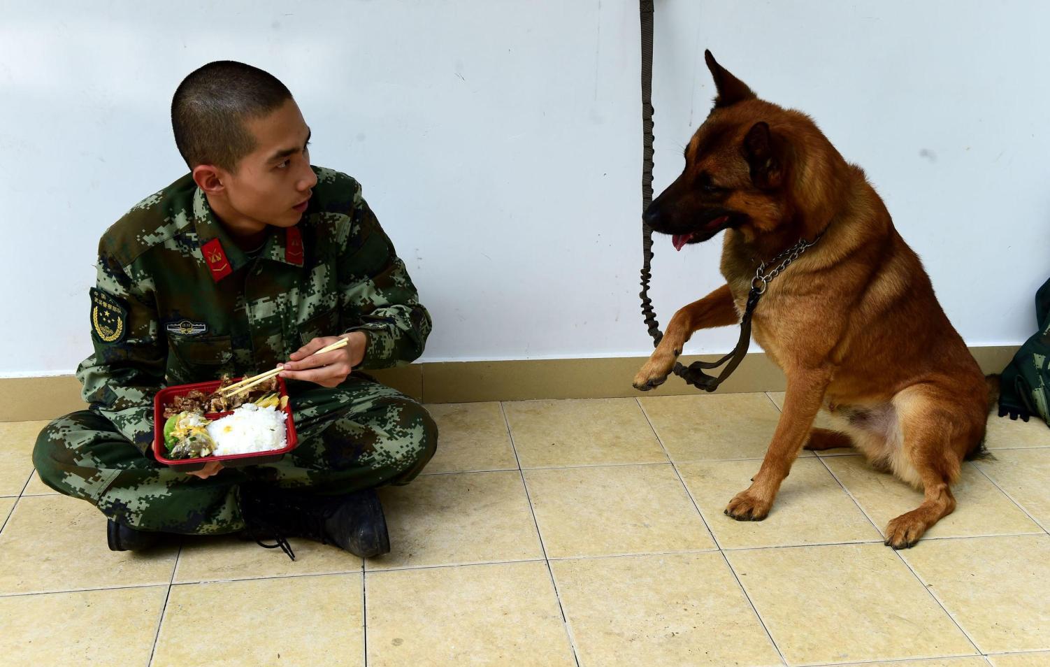 警犬为了讨吃的, 使出了十八般武艺, 兵哥哥内心是崩溃的!