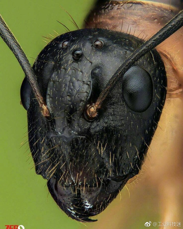 蚂蚁的下颚图片