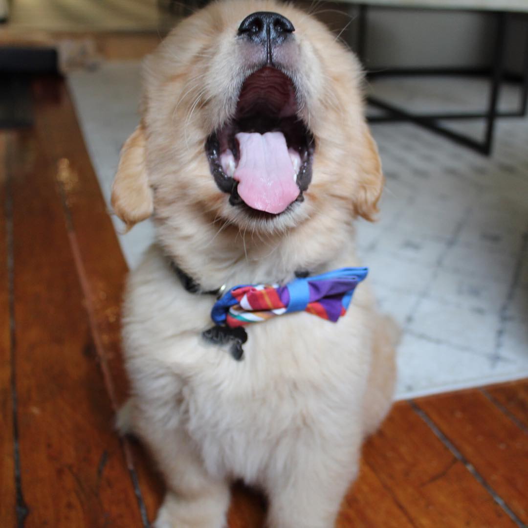 汪星人中的好奇宝宝小金毛,不把你萌哭誓不罢休!