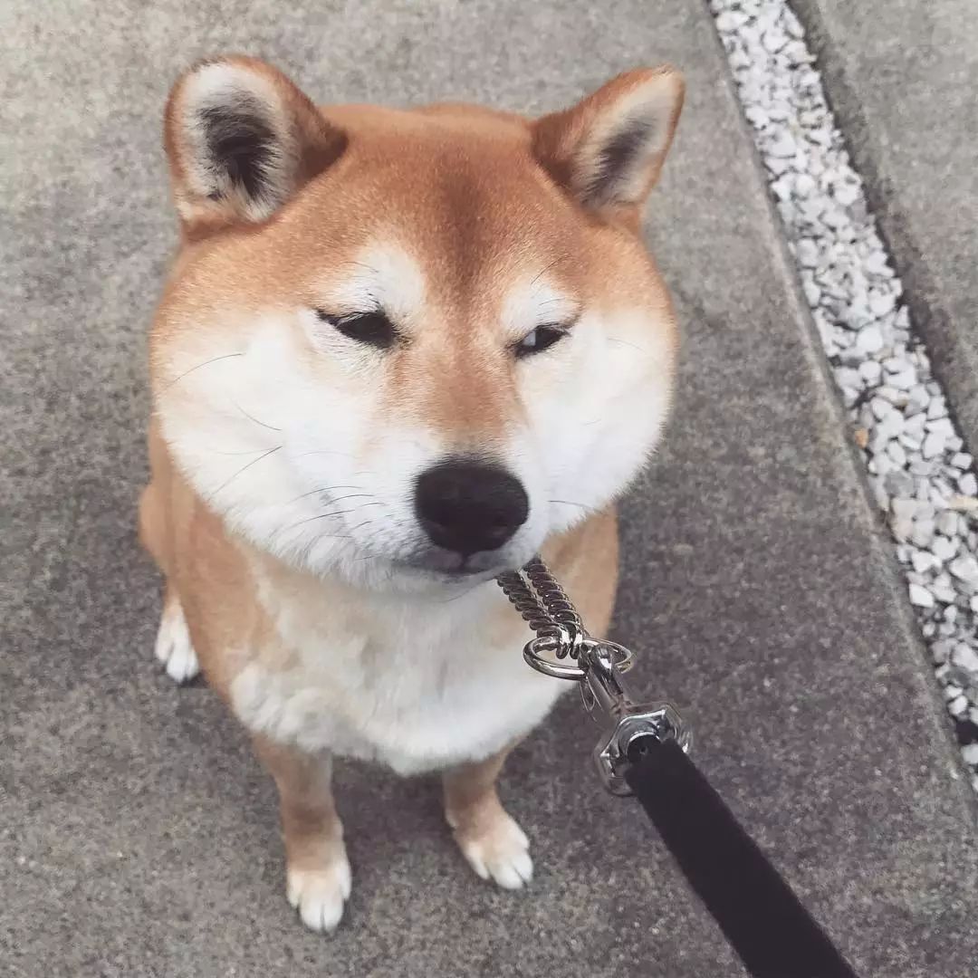 "柴犬是谜一样的生物吗?" "是!