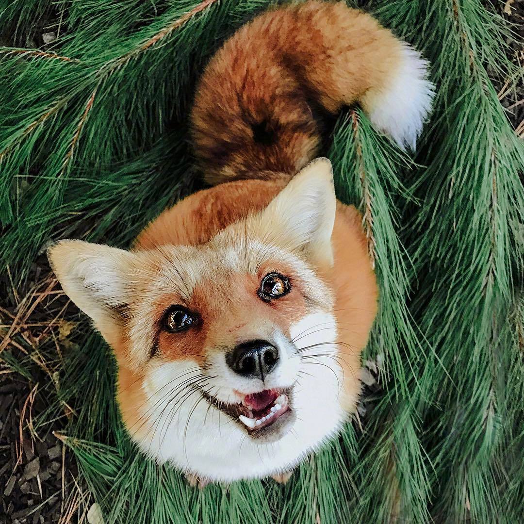 笑得像狐狸图片