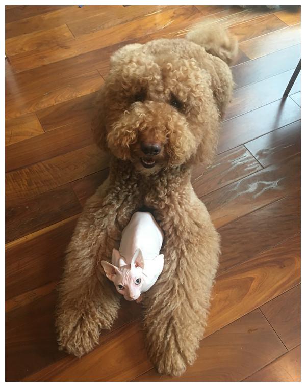 霍思燕养了几只基因变异的宠物,价值21万!网友:太吓人了!