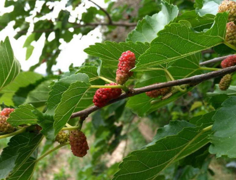 夏天脚臭不能穿凉鞋,很烦恼,试试农村这种树枝|脚臭|桑木|脚气_新浪