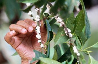 看起来像下雪一样,农民靠它致富|白蜡树|农民|虫子_新浪新闻