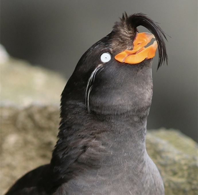 这什么沙雕技能 67哈哈哈哈哈哈哈哈哈这个杀马特发型的鸟,叫凤头