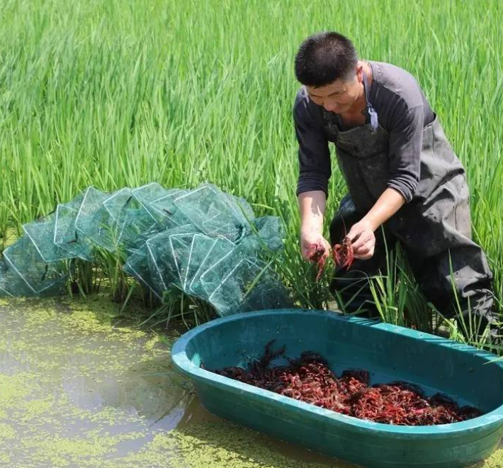 稻田|小龙虾|农民_新浪新闻