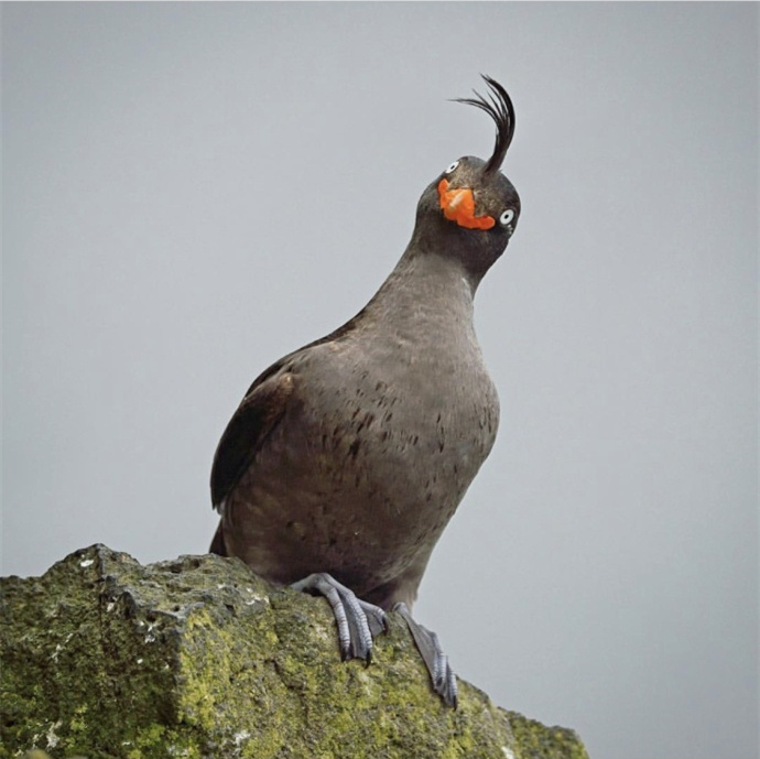 哈哈哈哈哈哈哈哈哈这个杀马特发型的鸟叫凤头海雀