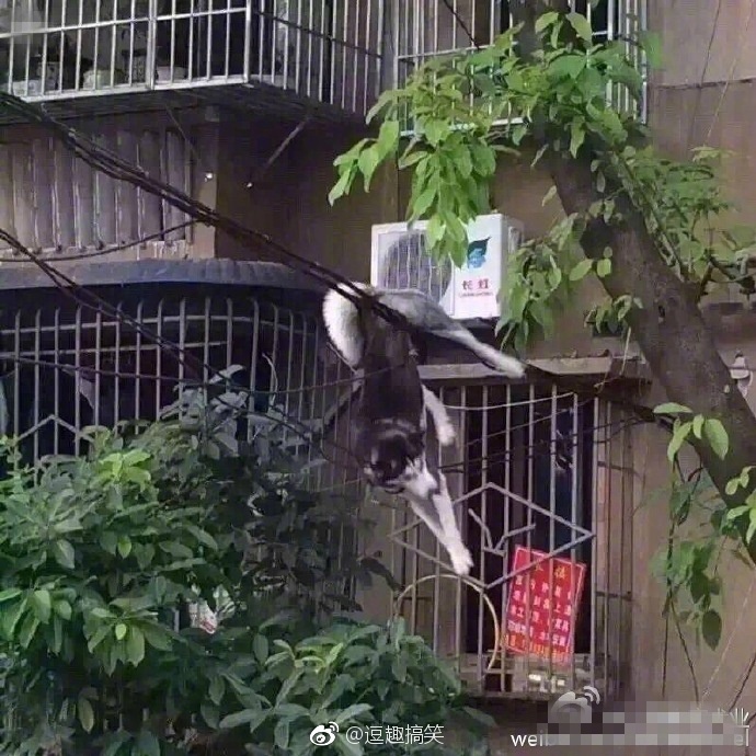 在电线杆上多嘴.