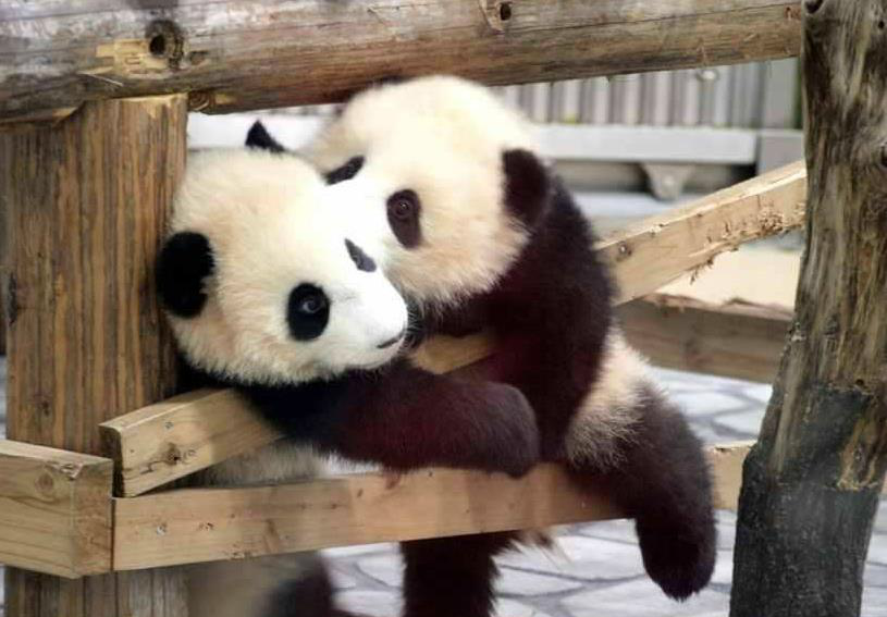 好可爱的圆滚滚大熊猫,图5像不像一碗黑芝麻汤圆