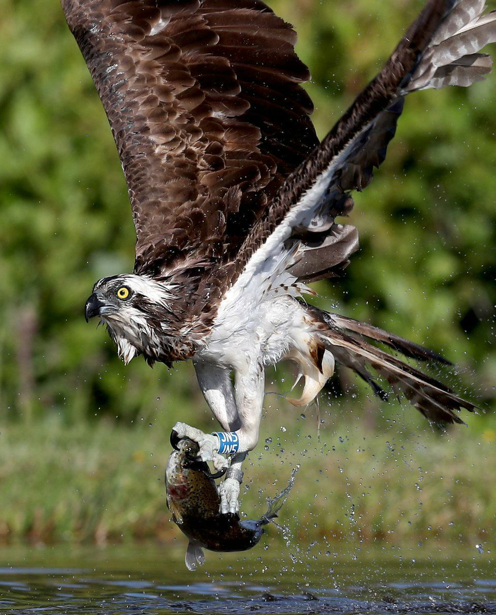 摄影师早起和无尽的耐心终于抓拍摄到鱼鹰狩猎的生动画面