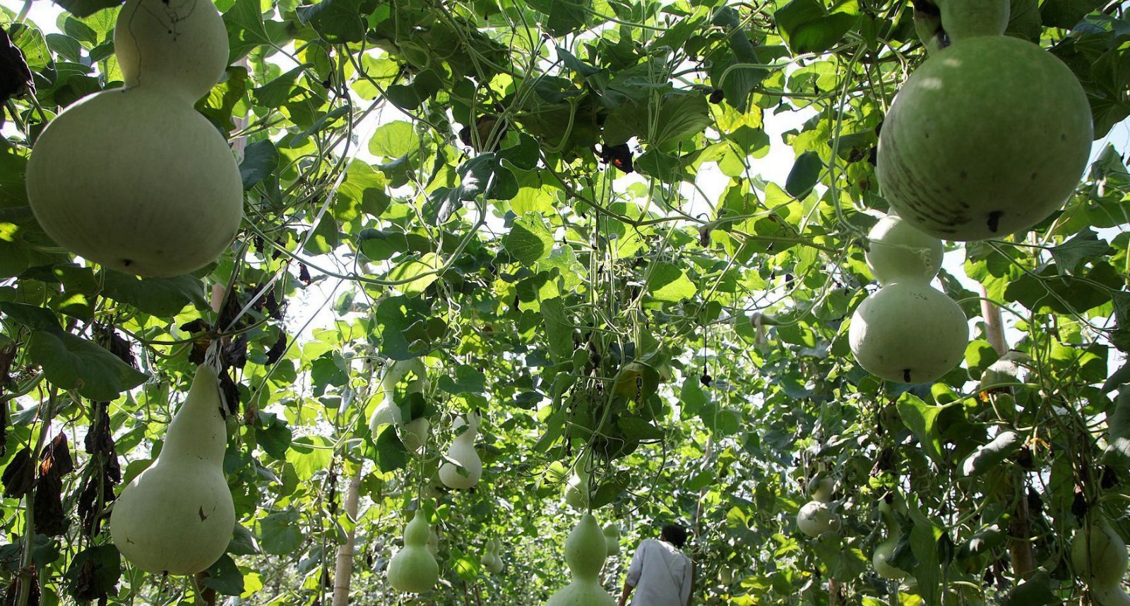 山西中年农民种植葫芦长到15米长并做出艺术创作