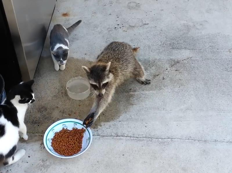 小浣熊特别喜欢抢食物,经常会欺负猫,一把抓起猫咪的食物就跑了,这