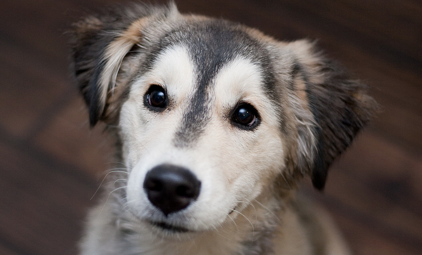 哈士奇金毛深处的串串原来串串也可以这么可爱