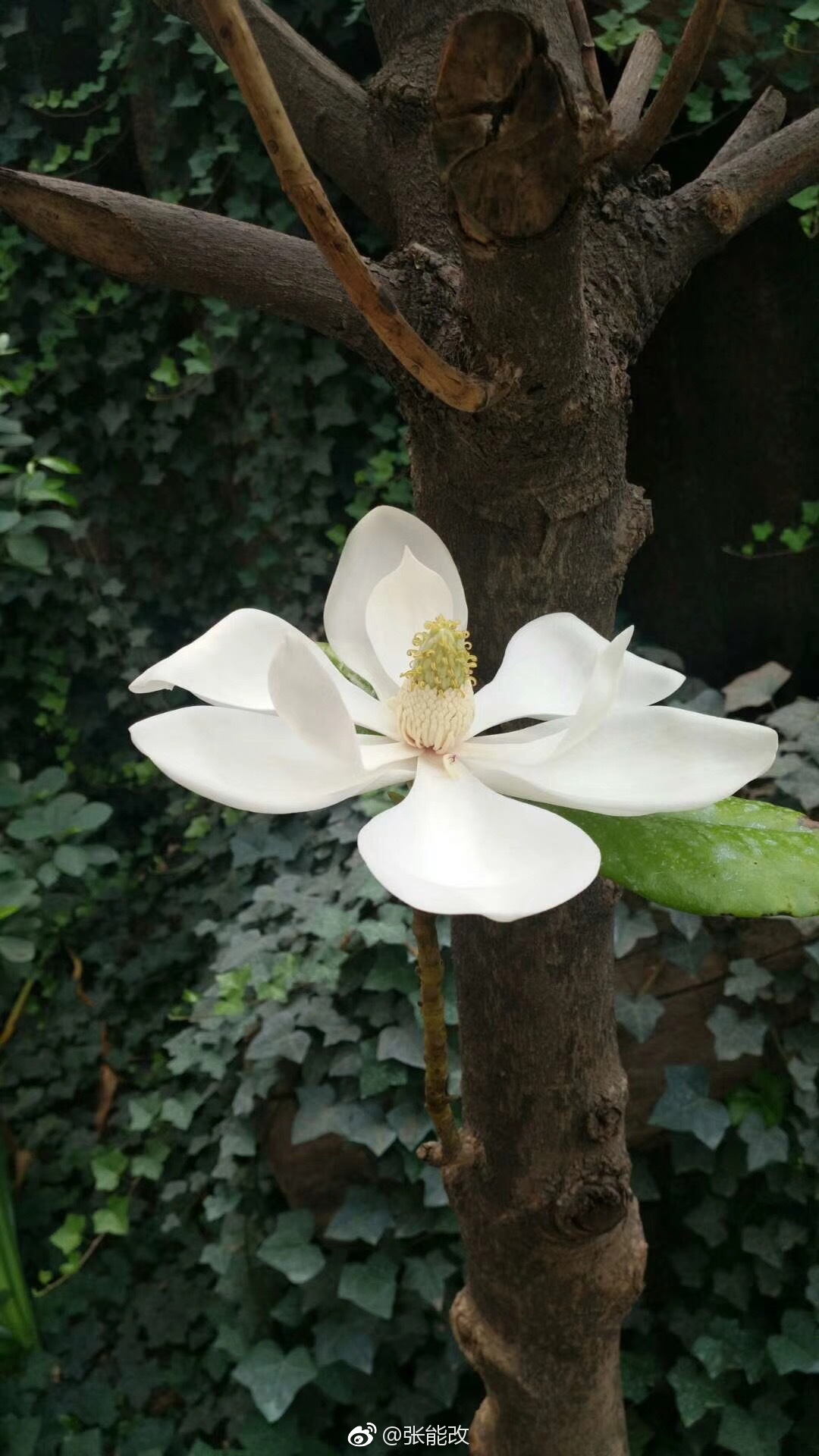 有谁见过木荷花忻州凤凰山就有