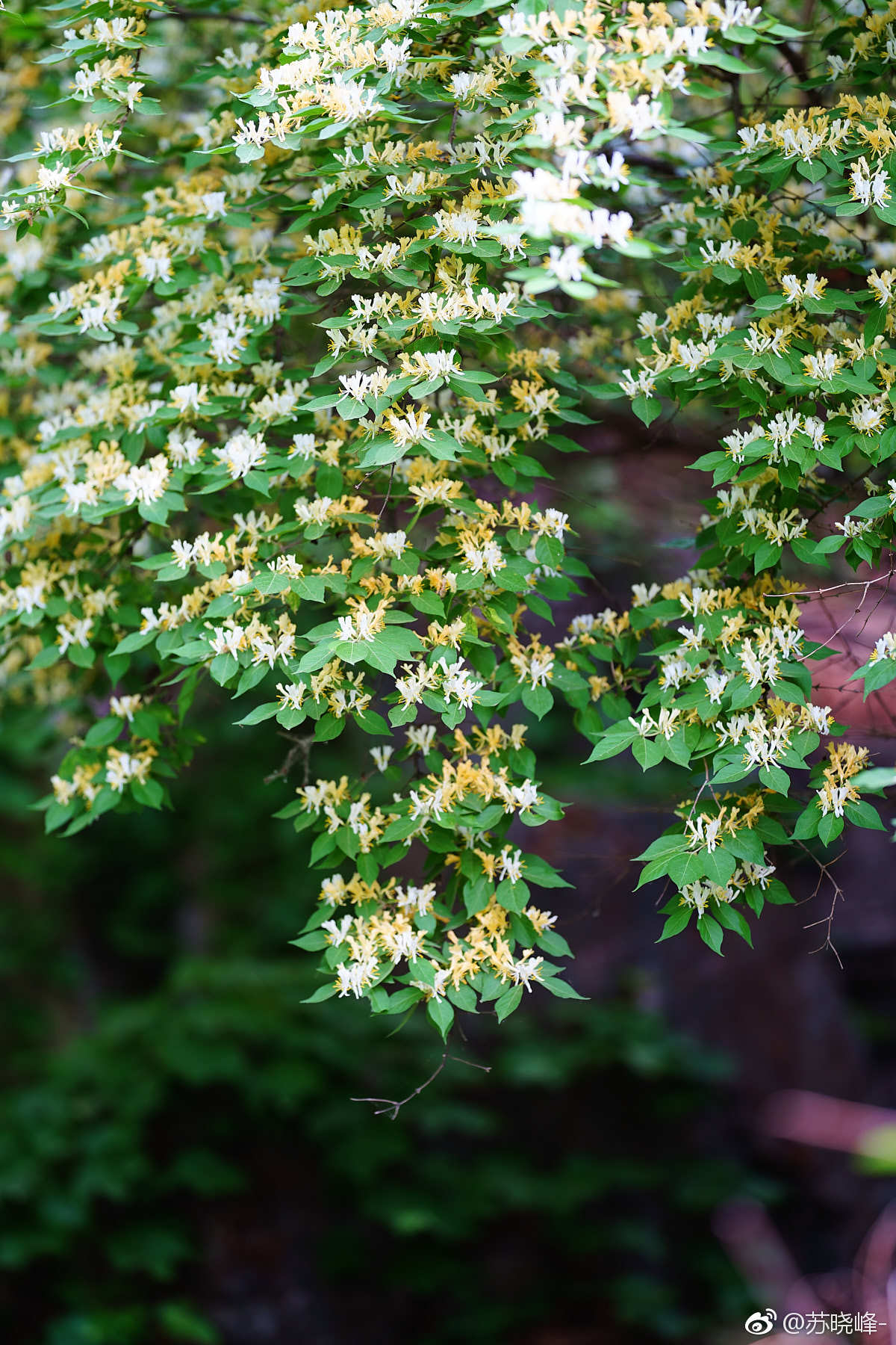 金银木摄于奥森南园