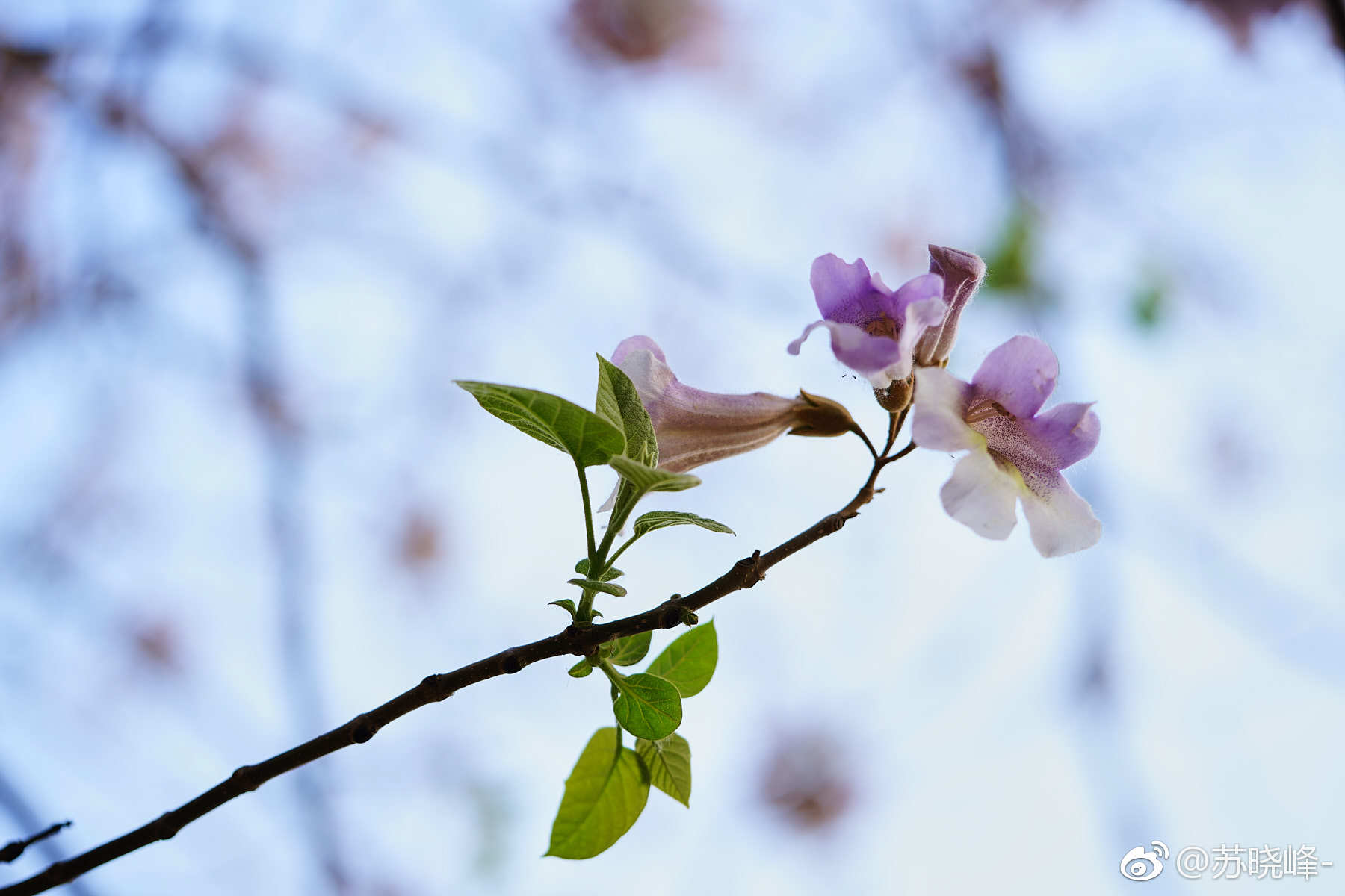 泡桐花其貌不扬但可赏可食可药可思乡