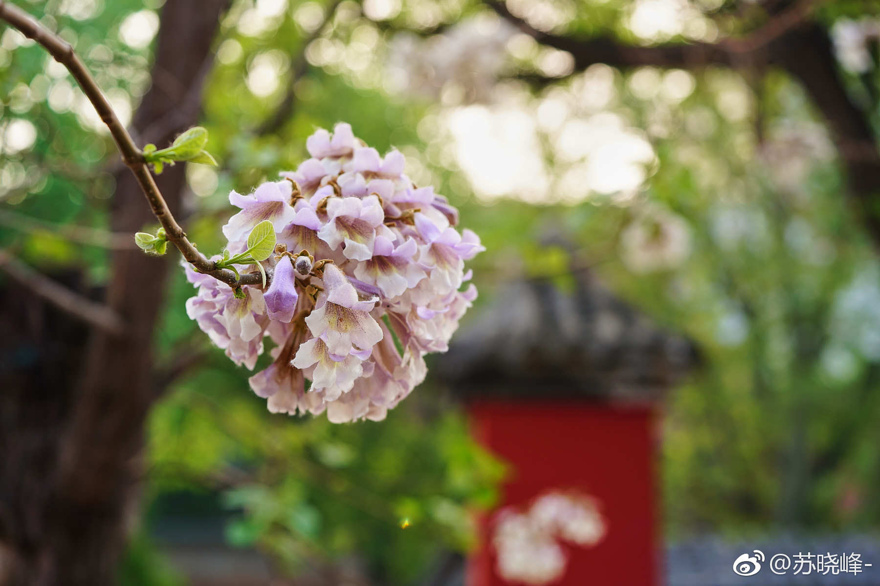 泡桐花其貌不扬但可赏可食可药可思乡