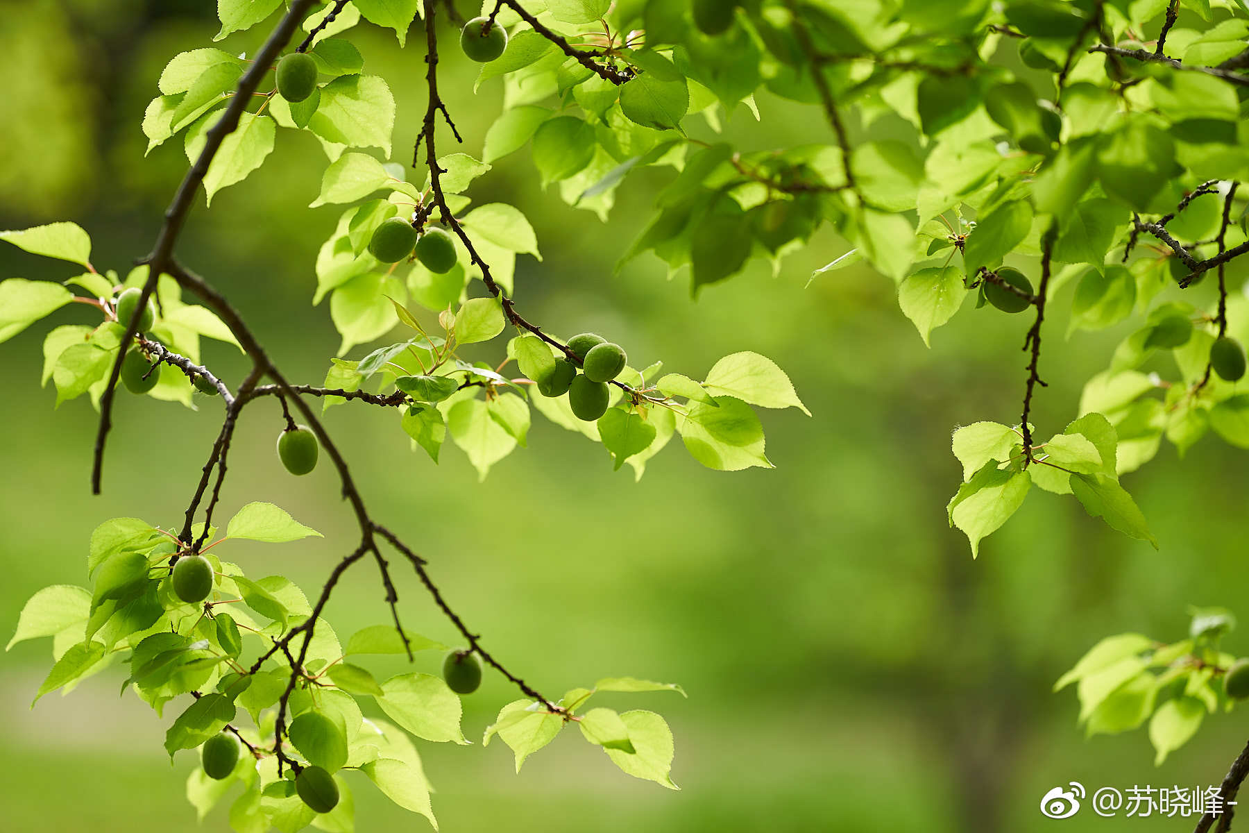 花褪残红青杏小