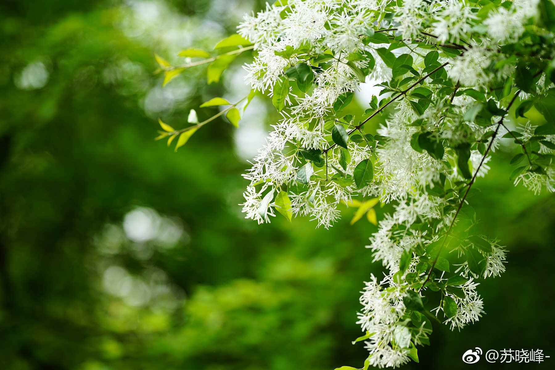 流苏树摄于奥森南园林泉高致景区是木犀科流苏树属的植物