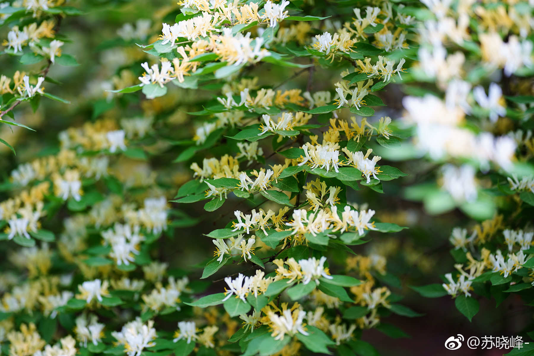 金银木摄于奥森南园