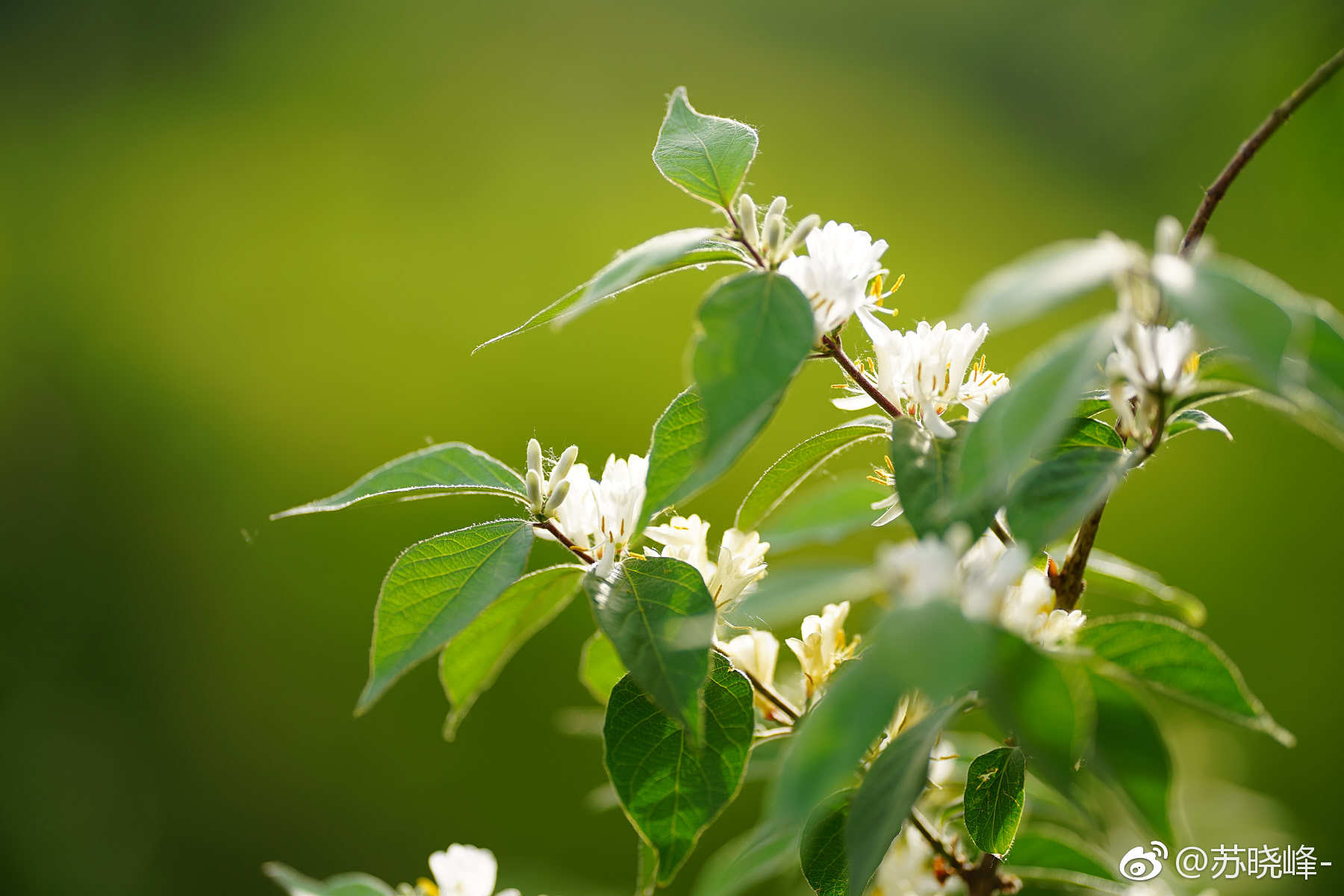 金银木(摄于奥森南园|南园|金银木|奥森_新浪新闻