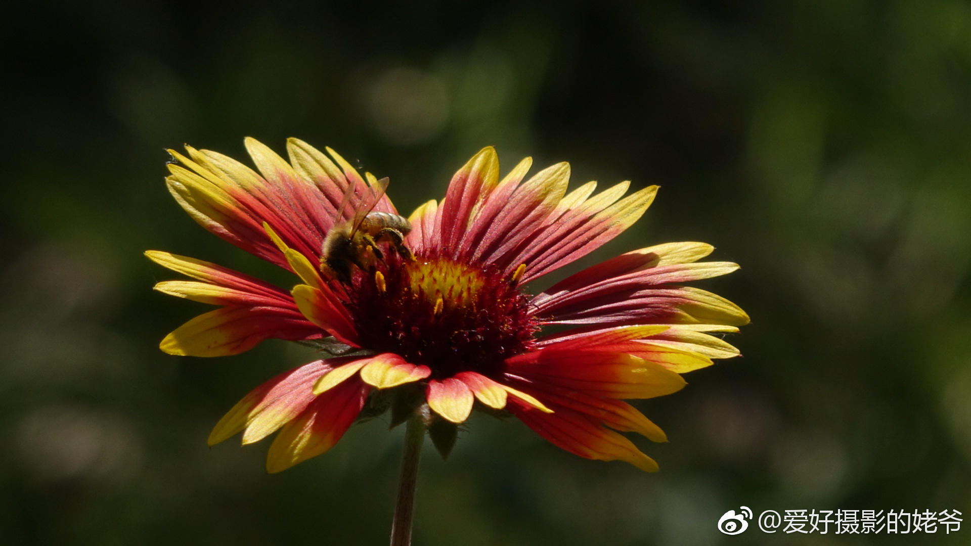 矢车菊中吴公园有个小蜜蜂落在花上