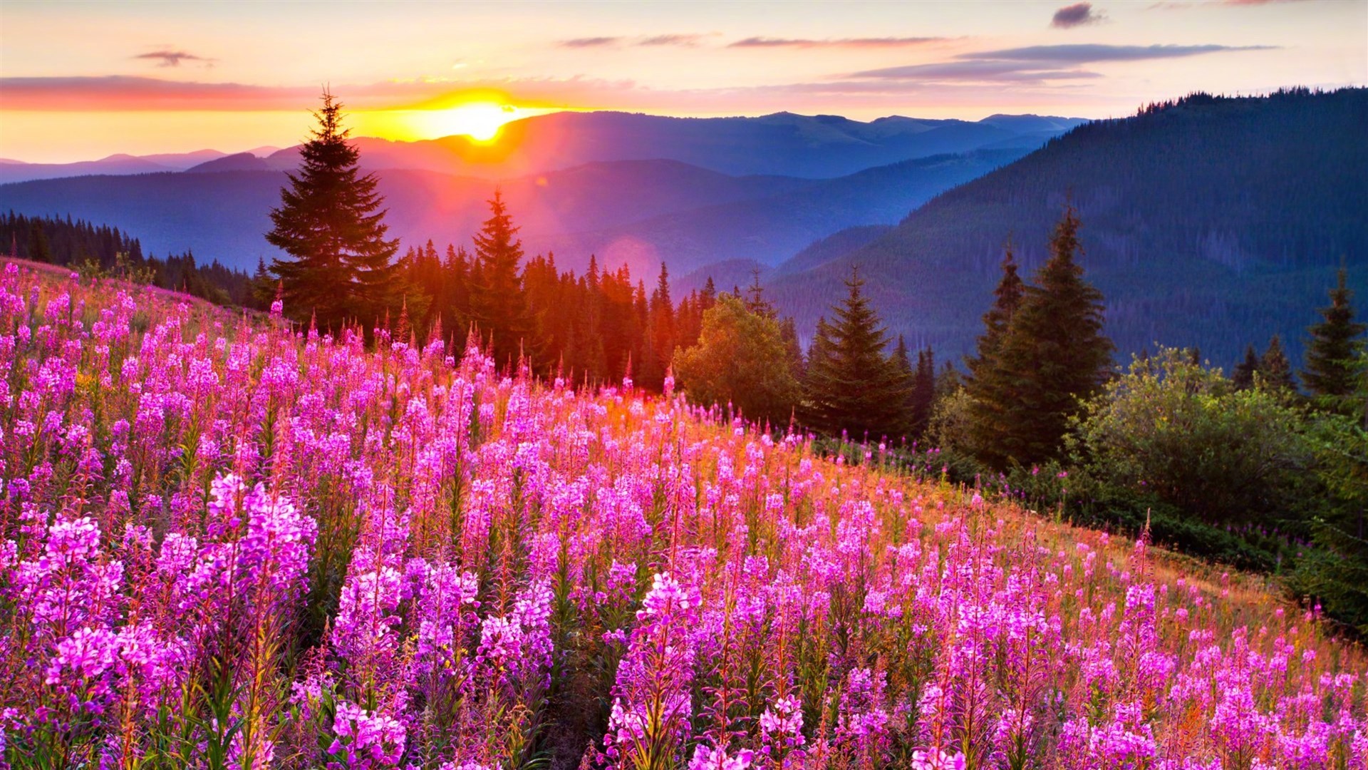 如果你能以愉快的心情去迎接每一个朝阳,那么你就拥有了今天