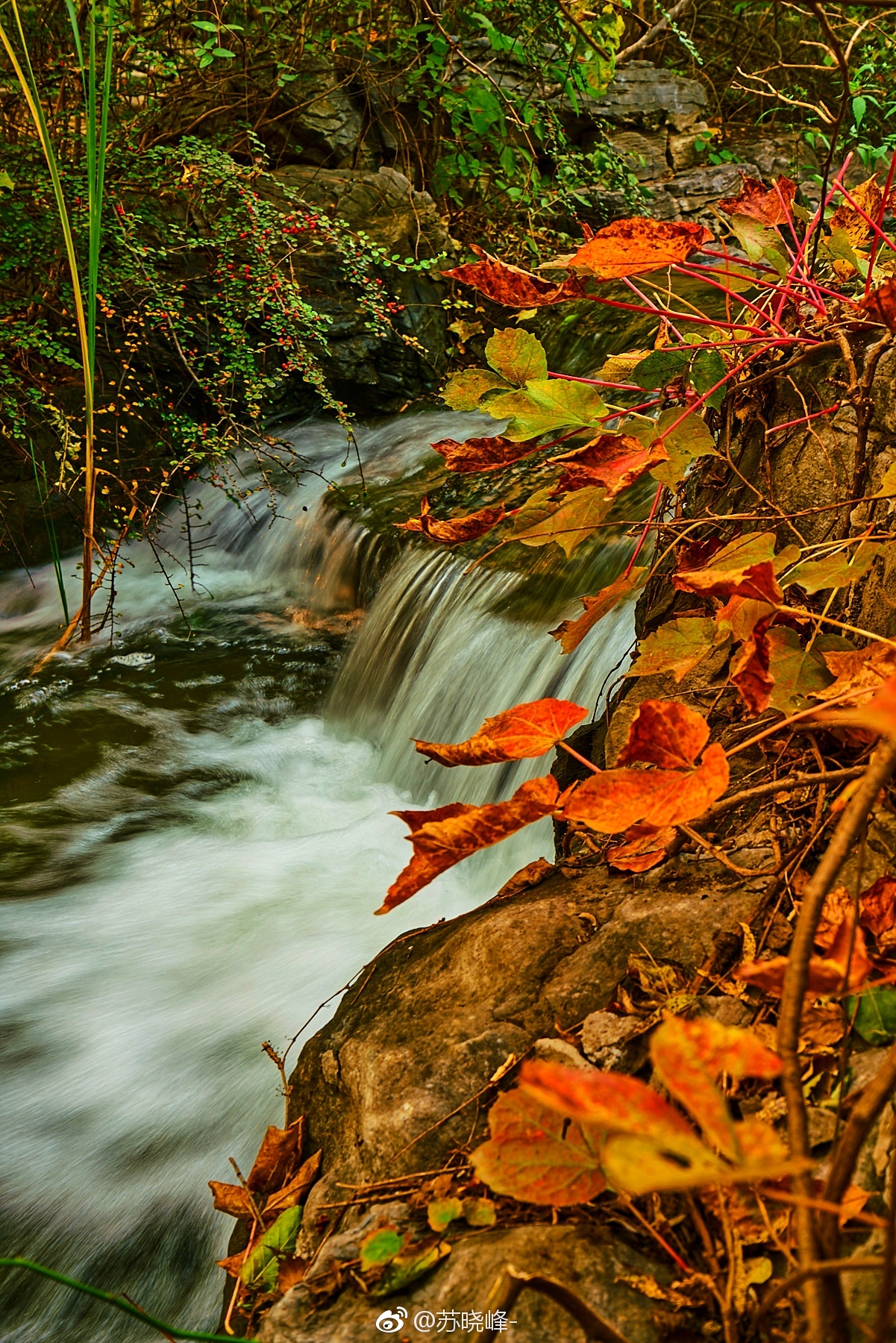 林中秋色摄于奥森的林泉高致景区后山