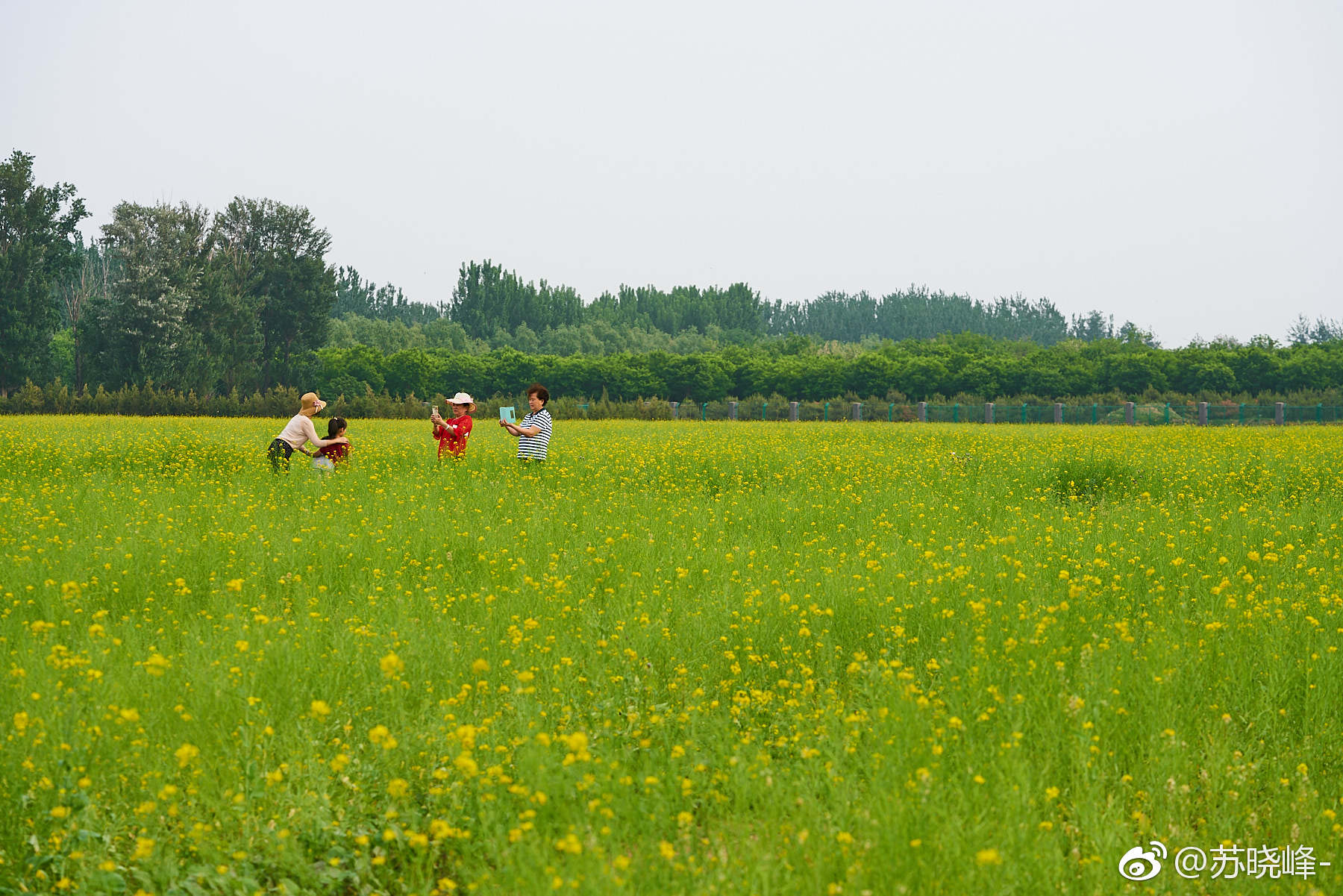 顺义天竺附近楼台村的油菜花海