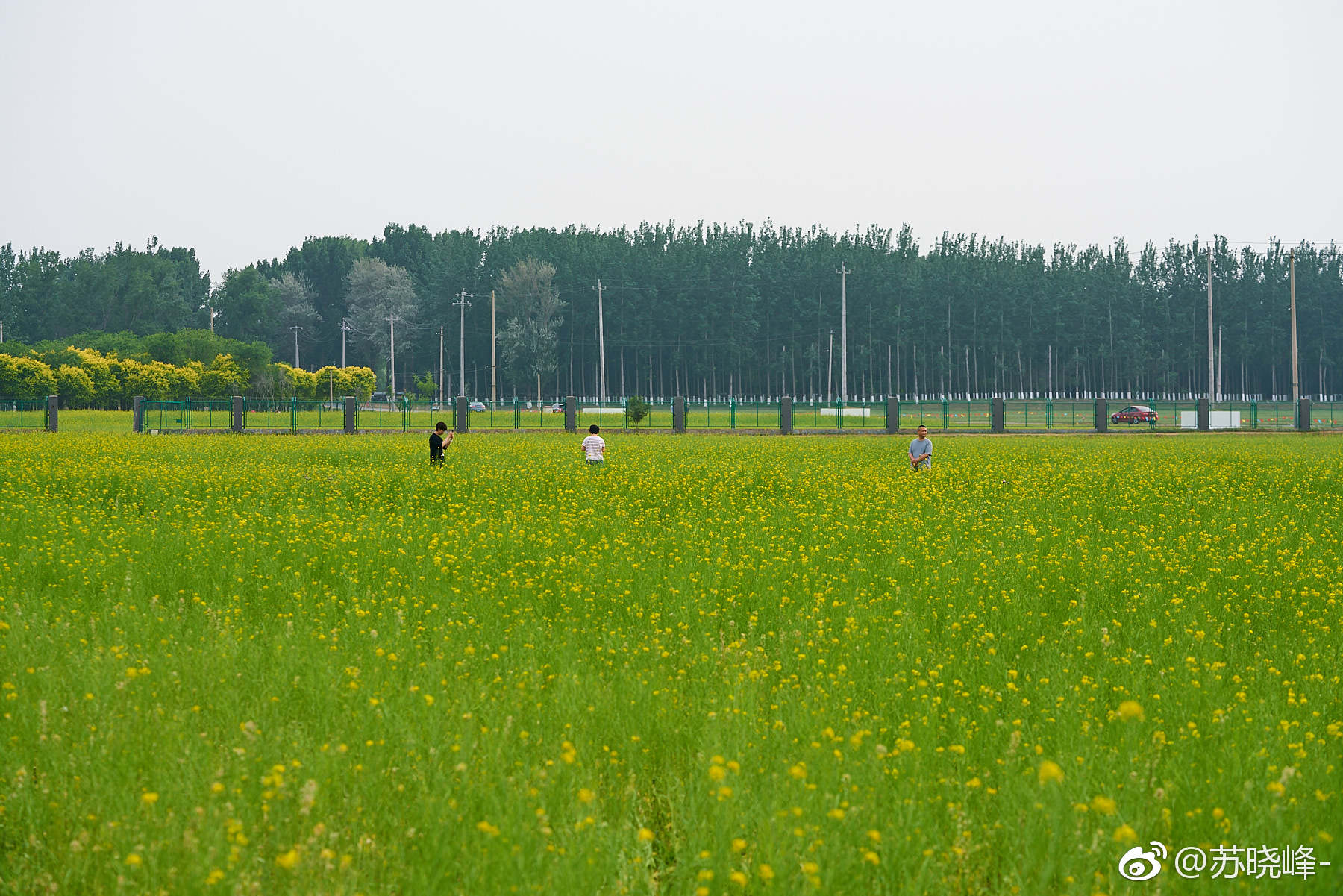 顺义天竺附近楼台村的油菜花海