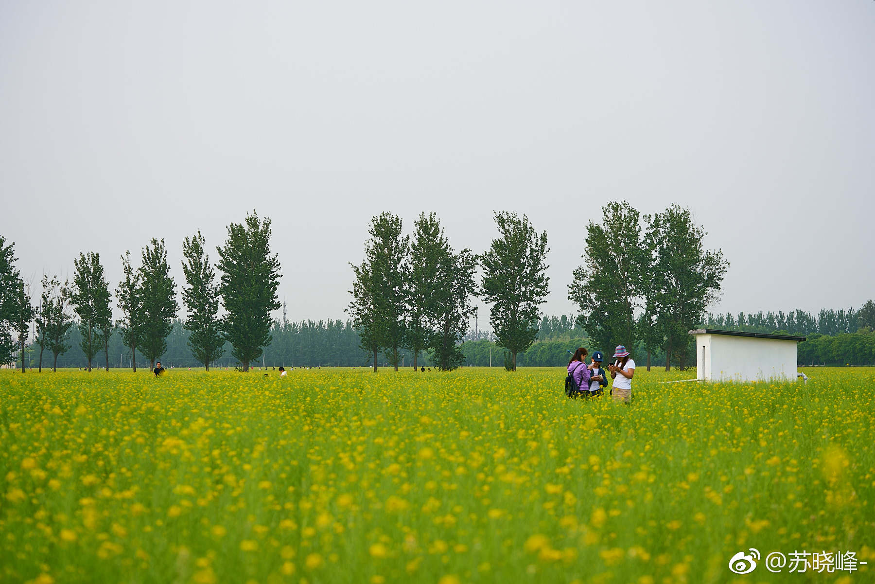顺义天竺附近楼台村的油菜花海