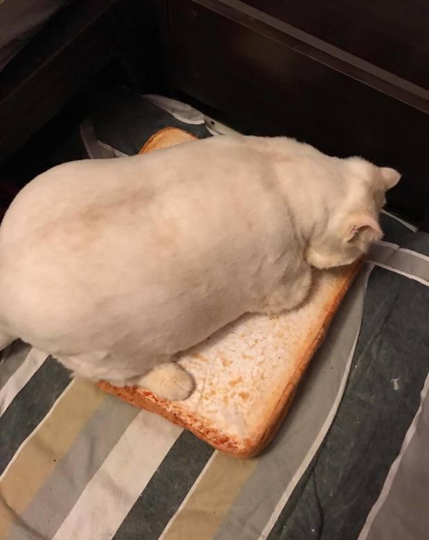 这只猫猫趴在吐司座垫上的样子, 真的像极了早餐店的早餐啊!