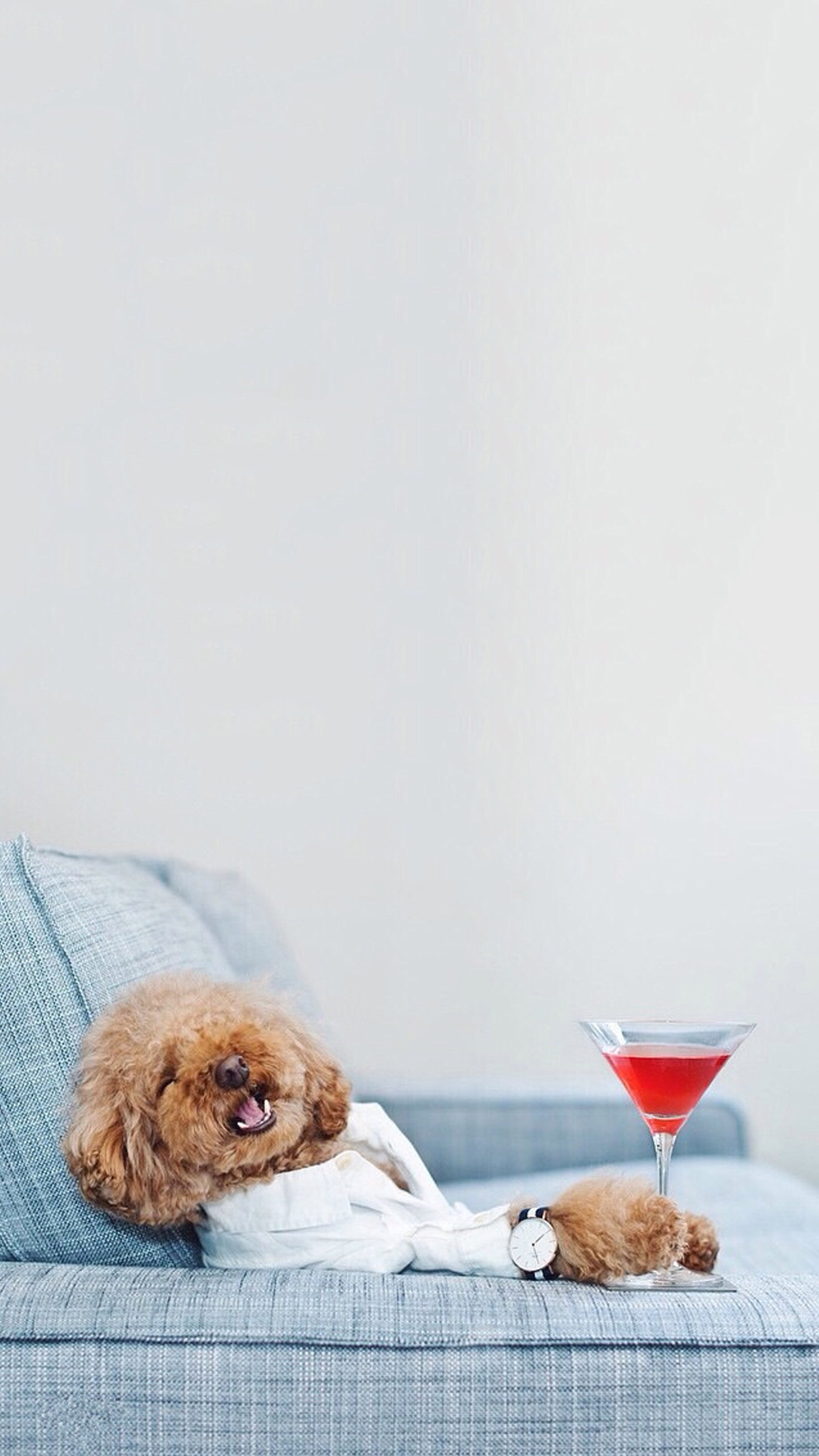 可爱小泰迪一组,萌萌哒