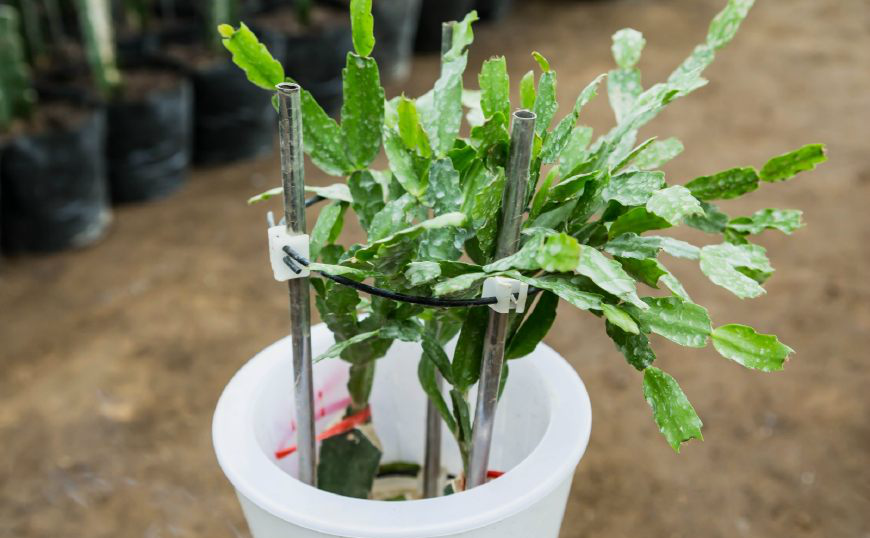 无土栽培蟹爪兰,不再为浇水多少去犯难,简单,可实践