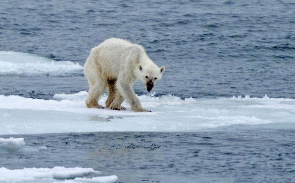 10张图片直击地球发烧现状生物进化敌不过人类作法