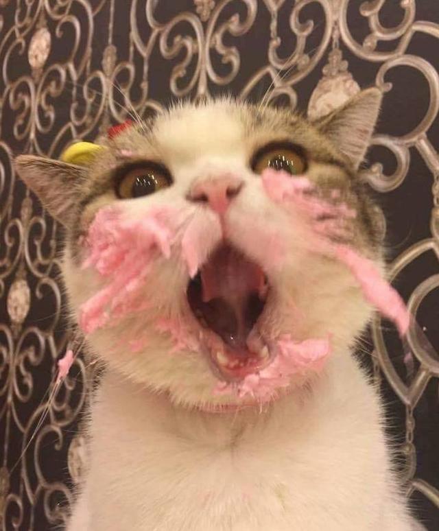 猫咪吃蛋糕的样子简直萌翻,回想第一次见面,宠主却热泪盈眶