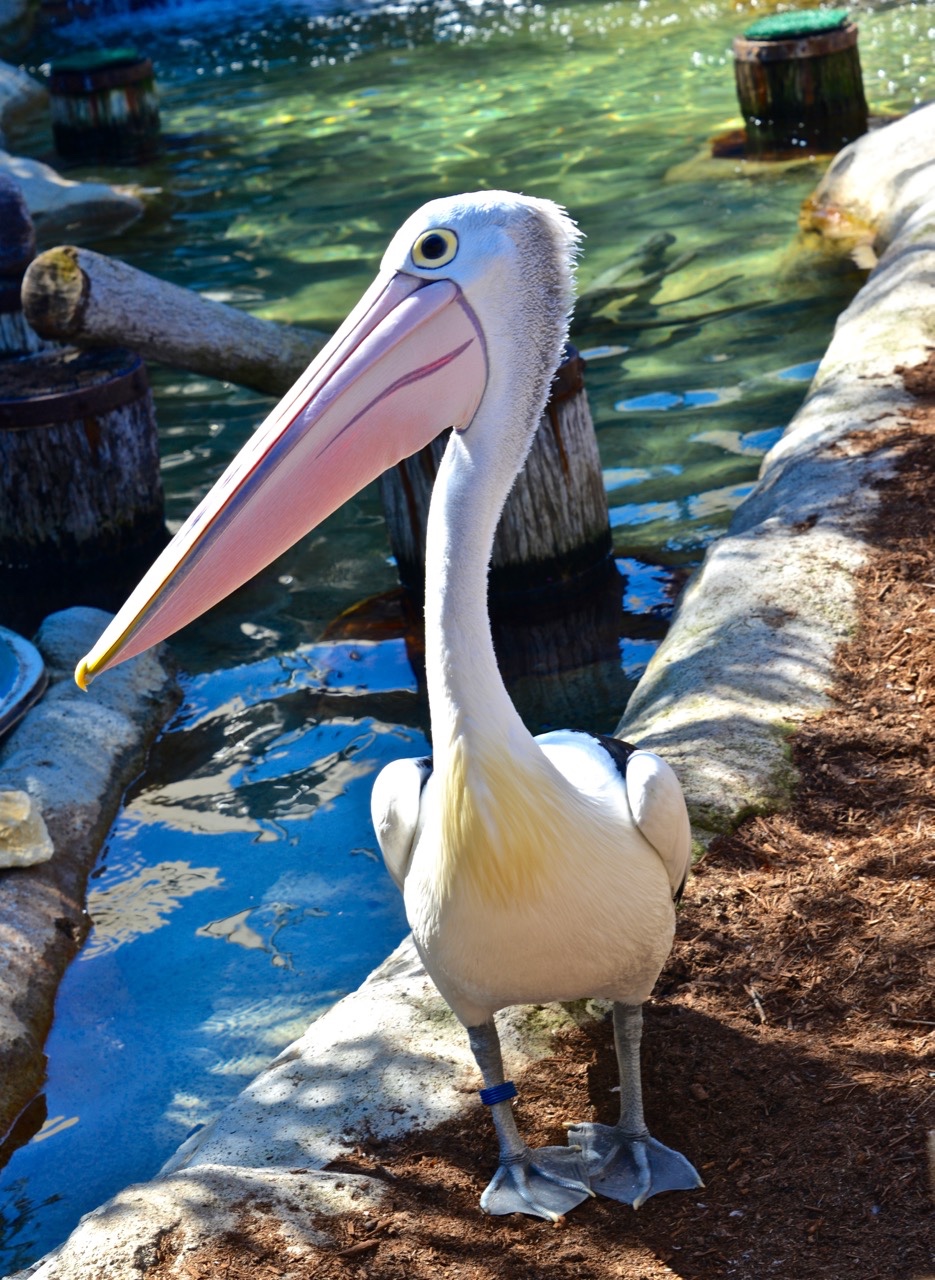 美拍悉尼与大嘴鸟鹈鹕的亲密接触