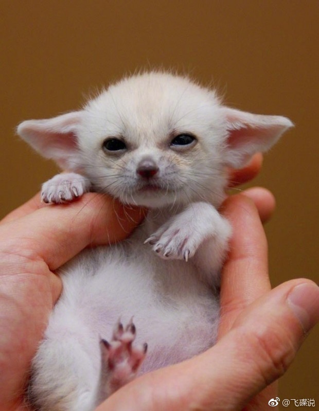 世界上最小的狐狸|耳廓|西亚沙漠|耳朵_新浪新闻