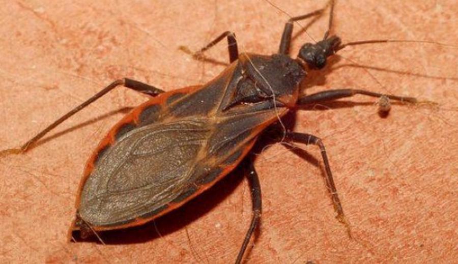 地球上10大最毒的虫子第3名的叮咬特别痛第7每年造成巨大损失