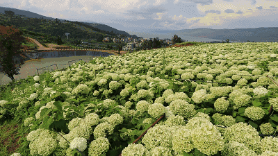 安娜系列的花球则渐渐变为白色而到6月份左右时绣球花中的博大系列