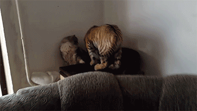 告诉我,你是爱猫多点还是狗多点|喵星人|爱猫|有救_新浪新闻